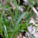 Traunsteinera globosa Hoja