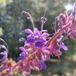 Trichostema lanatum Flor