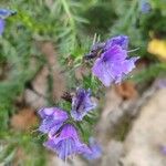 Echium sabulicolaFlower