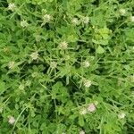 Trifolium squamosum Çiçek
