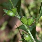 Ludwigia latifolia Gyümölcs