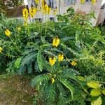Senna didymobotrya Blatt