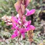 Hedysarum boveanum Flower