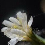 Hieracium albiflorum Fleur