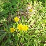 Taraxacum palustreBloem