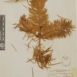 Abies spectabilis Leaf