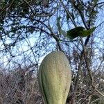 Araujia sericifera Frukt
