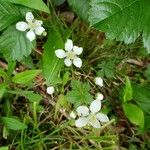 Rubus hispidus Floro
