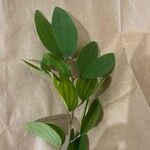 Bauhinia ungulata Leaf