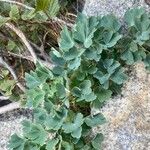 Aquilegia bernardii Leaf