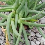 Cylindrophyllum tugwelliae Yaprak