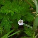 Geranium sibiricum Květ