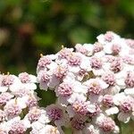 Achillea × roseoalba Kvet