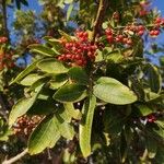 Schinus terebinthifolius Plod