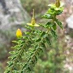 Hypericum balearicum Blatt