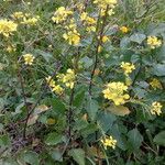 Sinapis arvensis Fula