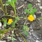 Arachis hypogaea Цветок