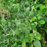 Capparis cartilaginea Leaf