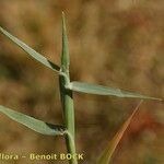 Crypsis schoenoides Corteza