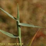 Crypsis schoenoides Bark