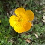 Ranunculus bulbosusЦвят