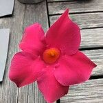 Mandevilla sanderi Blomst