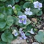 Viola palustrisFlower