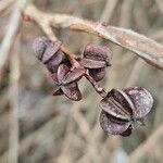 Exochorda racemosa Ovoce