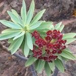 Euphorbia atropurpurea Květ