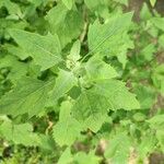 Chenopodium ficifolium 葉