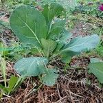 Brassica oleracea Blad