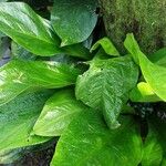 Anthurium bonplandii Levél