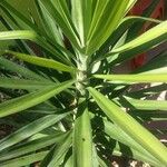 Yucca aloifolia Лист