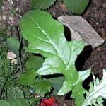 Cirsium altissimum Leaf