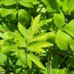 Hydrophyllum virginianum Hoja