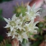 Sempervivum globiferum 花