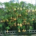 Brugmansia aurea Květ