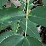 Senna septemtrionalis Leaf