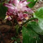 Curcuma pseudomontana 花