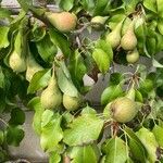 Pyrus communis Frukto
