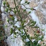 Scrophularia scorodonia Flower