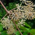 Aralia racemosa Kvet