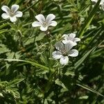 Geranium rivulareBlomst