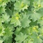 Alchemilla acutiloba Lapas