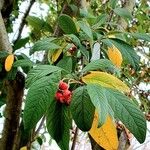 Cotoneaster frigidus Muu