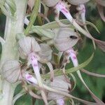 Himantoglossum hircinum Цветок