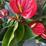 Anthurium scherzerianumList