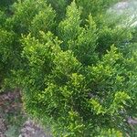 Juniperus virginiana Feuille