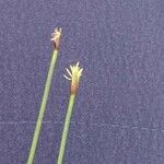 Trichophorum cespitosum Λουλούδι