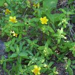 Hypericum frondosum Vivejo